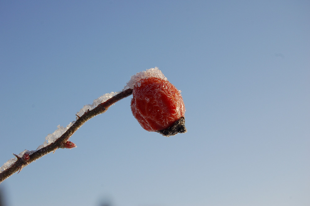 Frozen DogRose