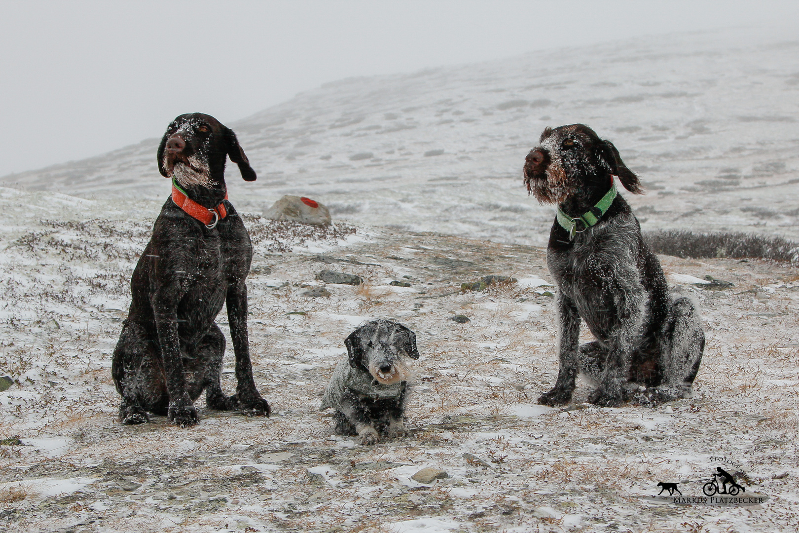 Frozen Dogs