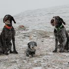 Frozen Dogs