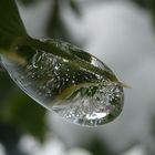 Frozen drop