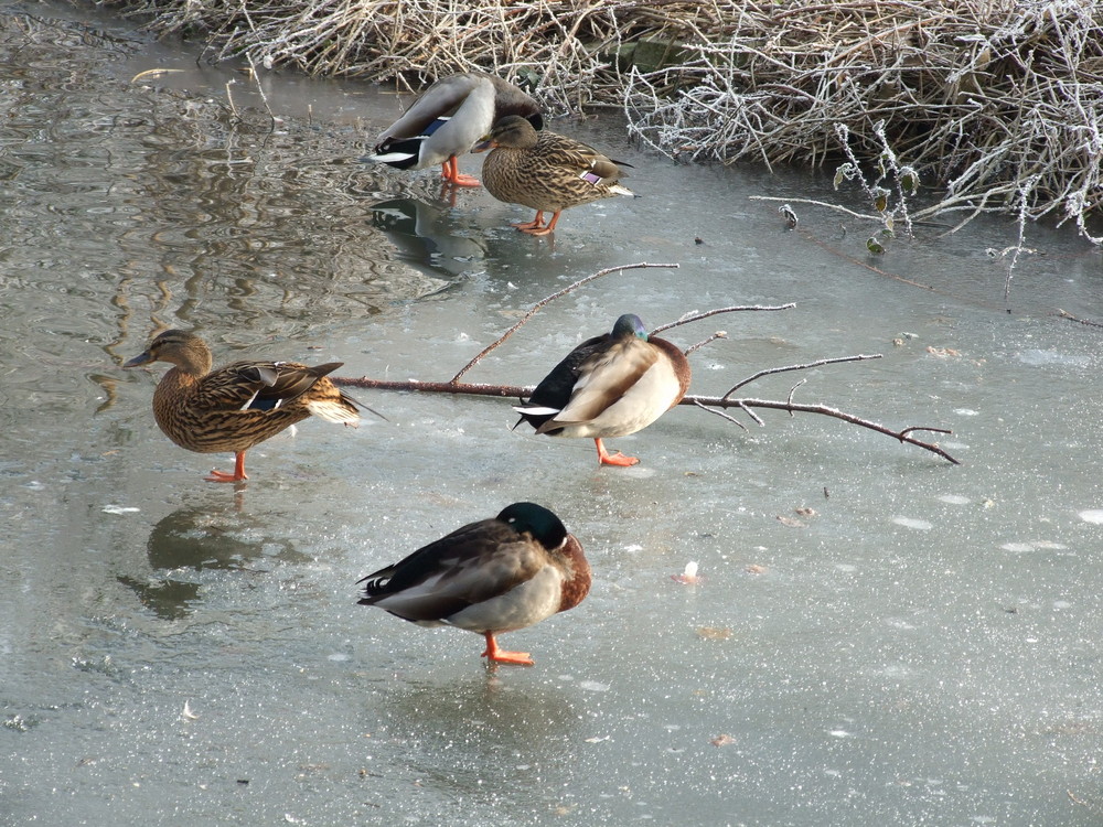 Frozen Ducks