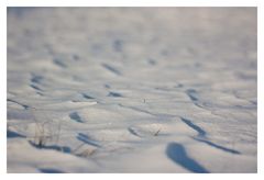 Frozen Dunes