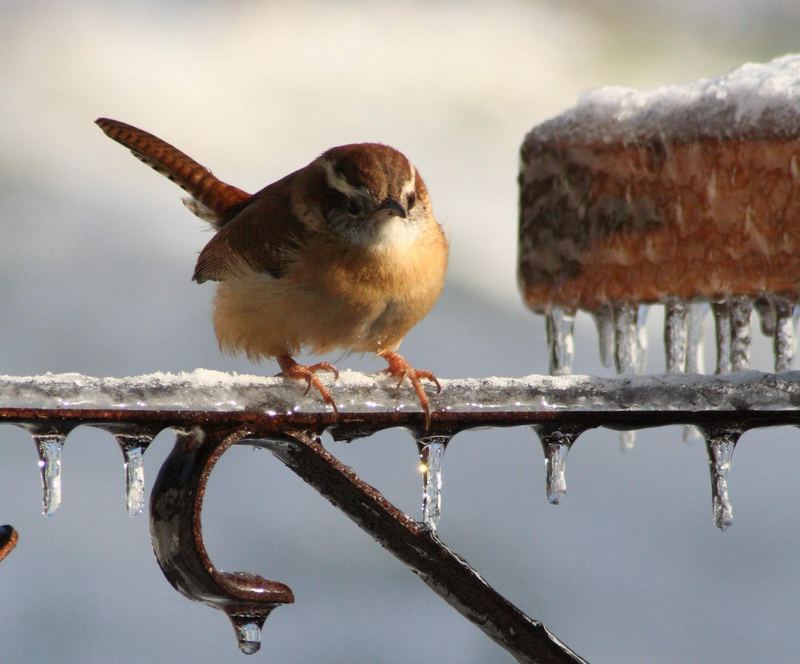 Frozen Feet