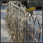 frozen fence