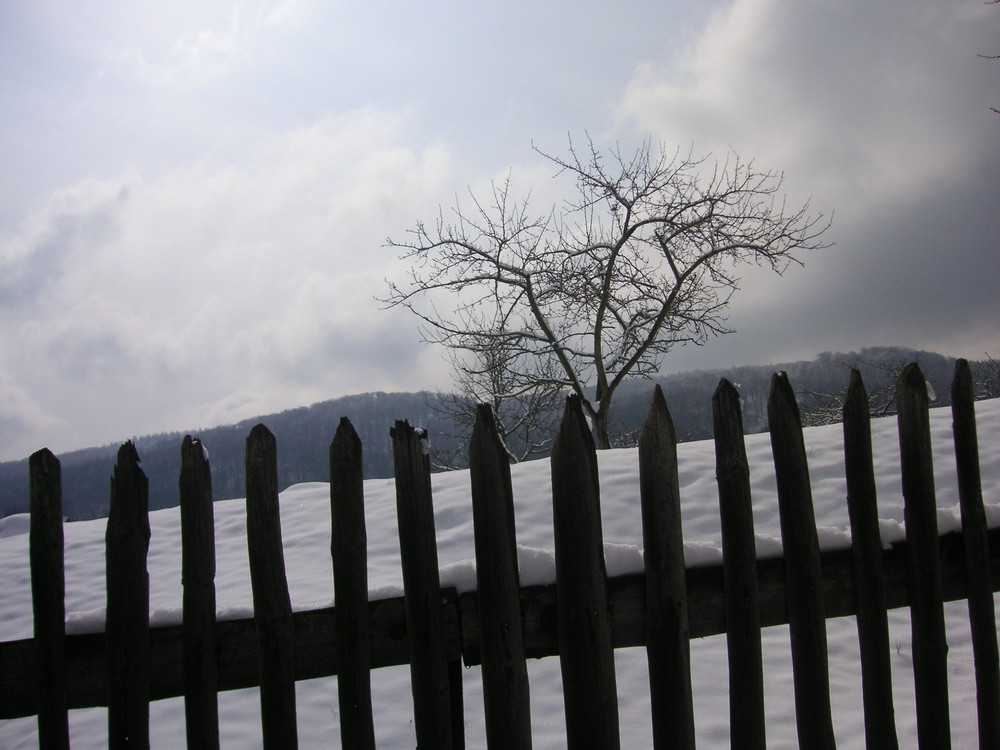 frozen fences