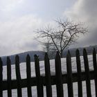 frozen fences