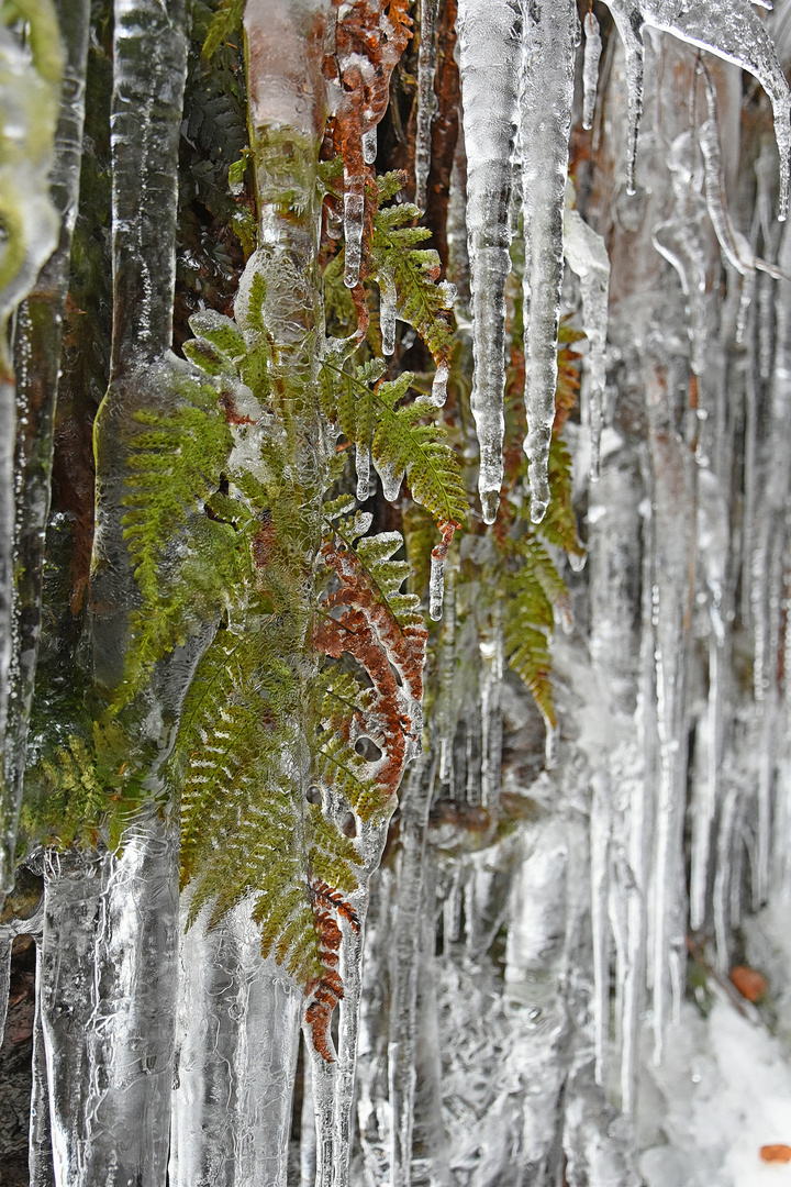 frozen Fern (1/4)