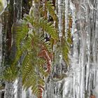 frozen Fern (1/4)