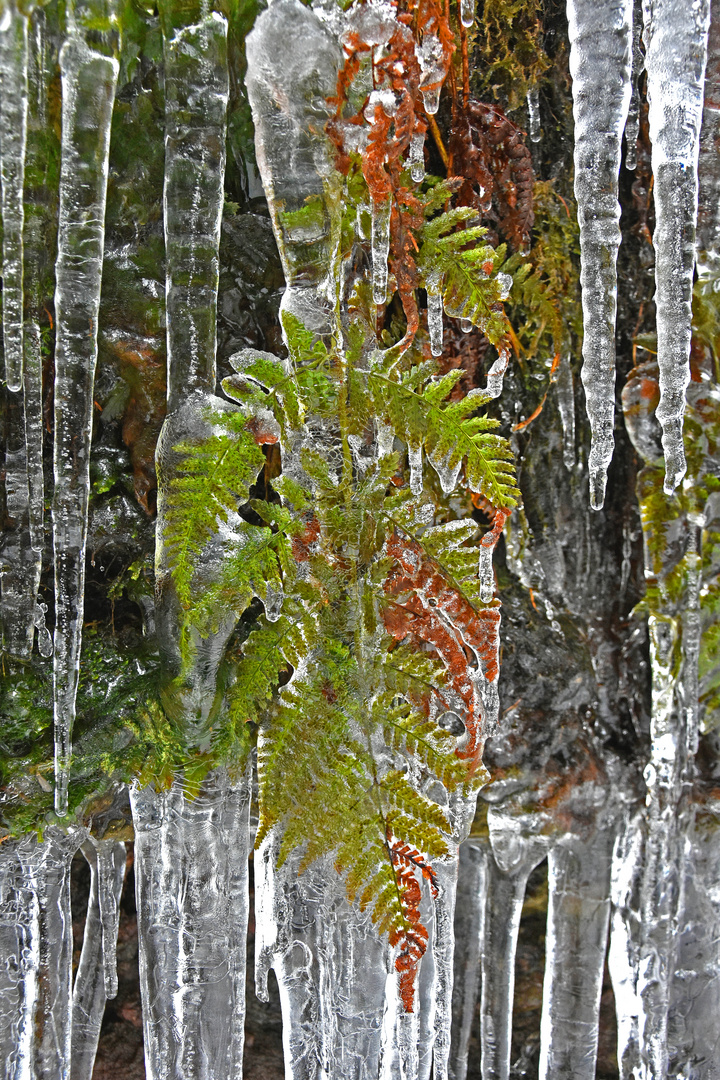 frozen Fern (2/4)