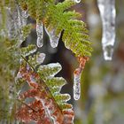 frozen Fern (4/4)