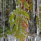 Frozen Fern