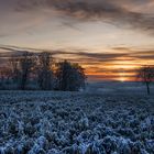 frozen field