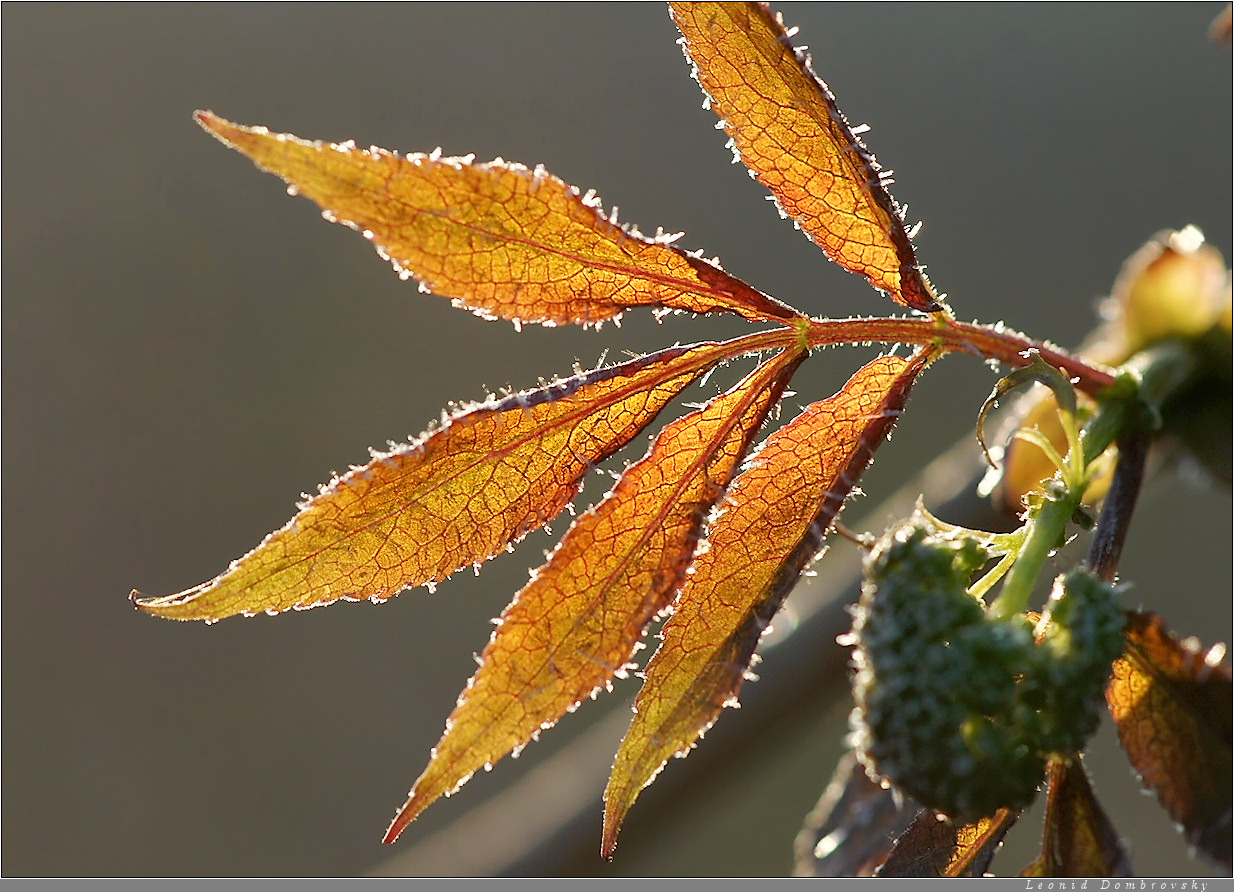 Frozen fingers