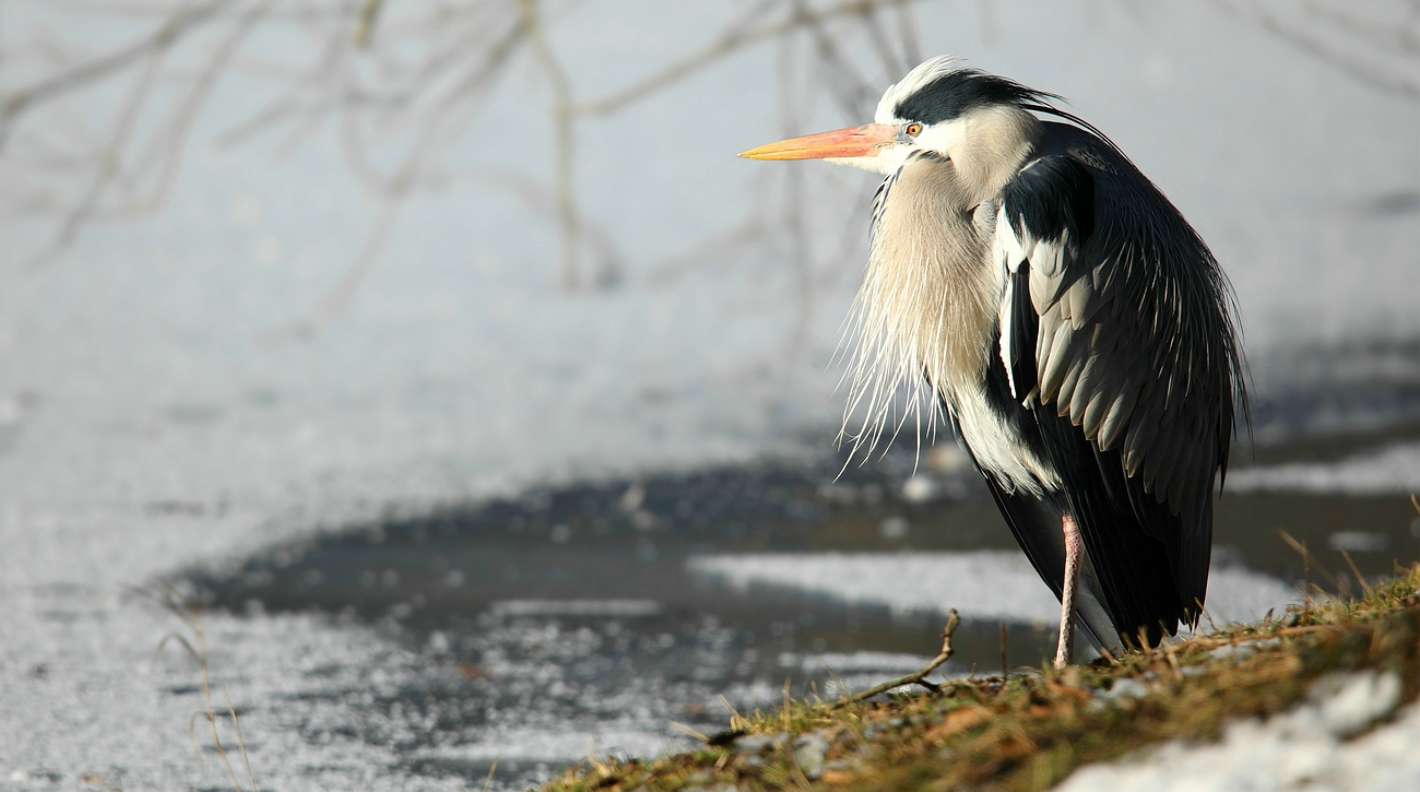 Frozen fisherman.....