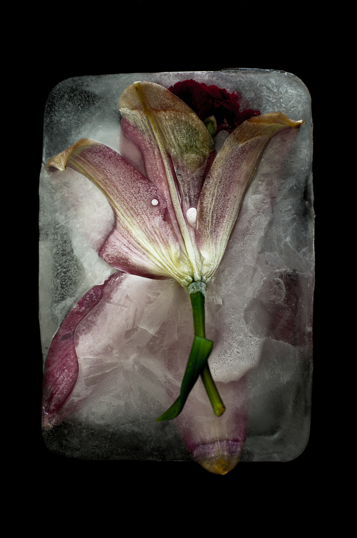 frozen flower 