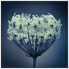 frozen-FLOWER