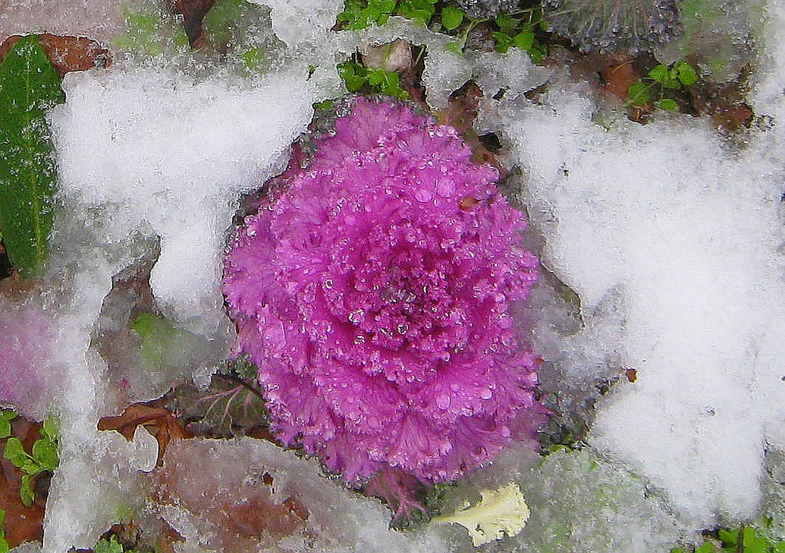 Frozen Flower