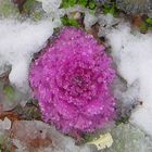 Frozen Flower