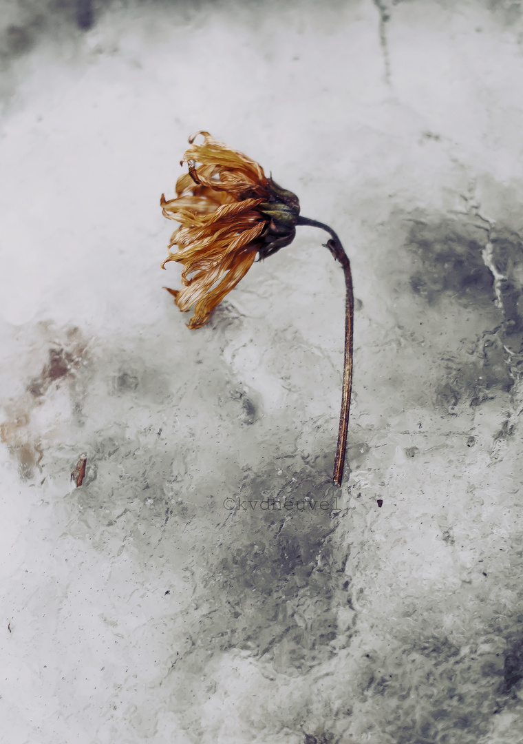 frozen flower