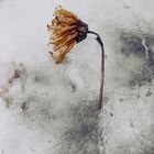 frozen flower