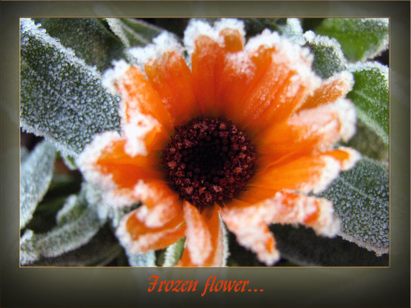 Frozen Flower