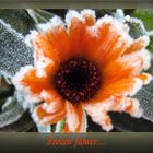 Frozen Flower