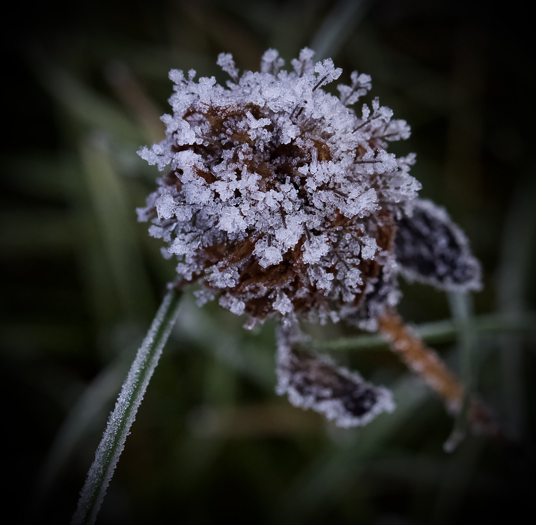 Frozen Flower