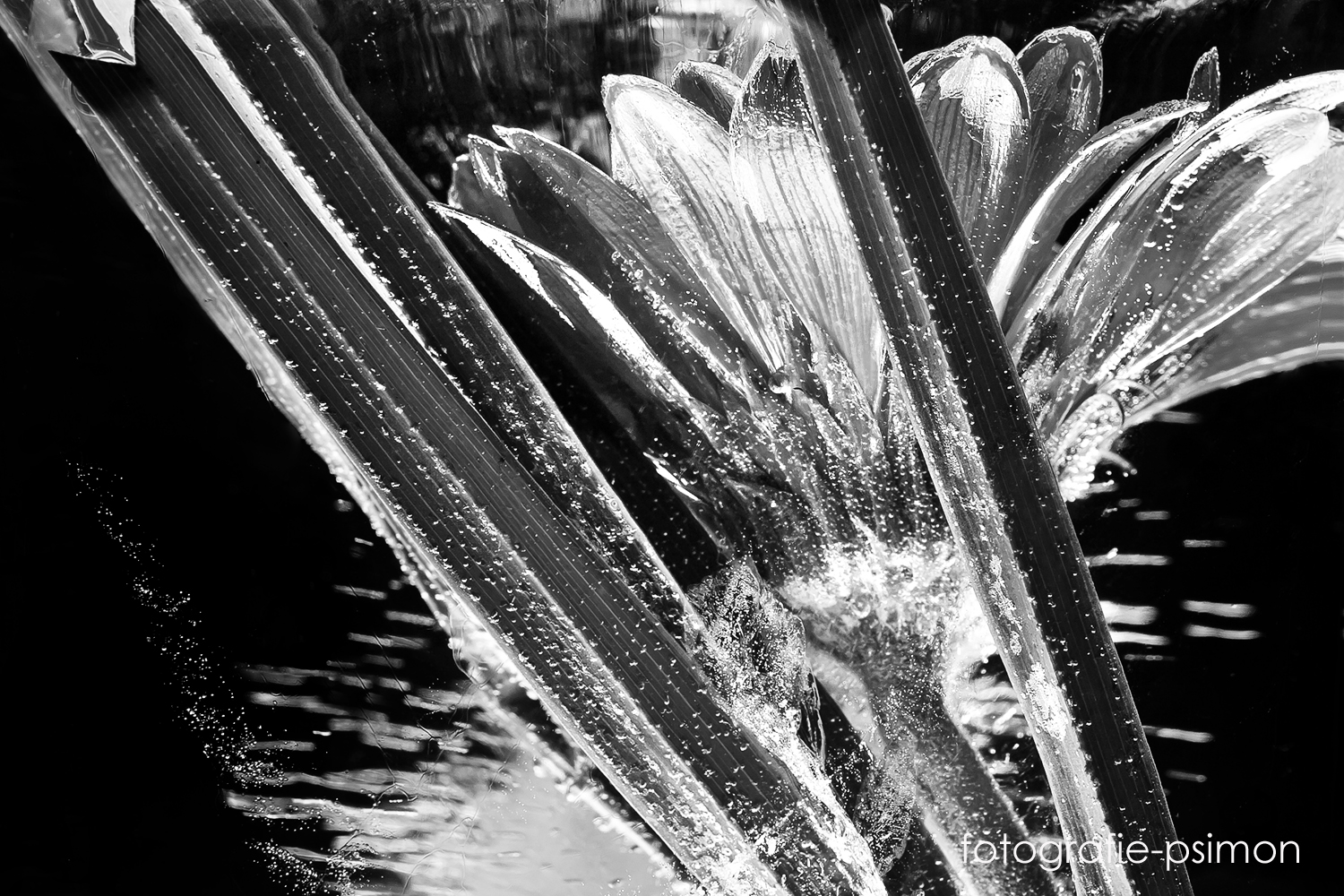 frozen flower