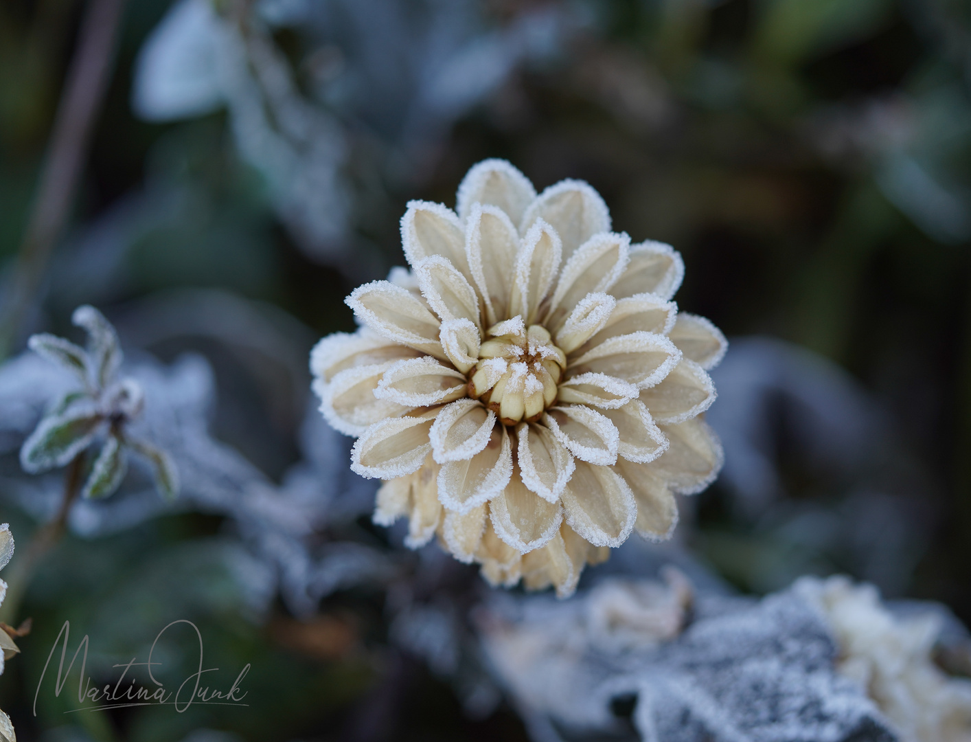 Frozen Flower 