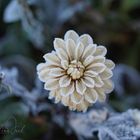 Frozen Flower 