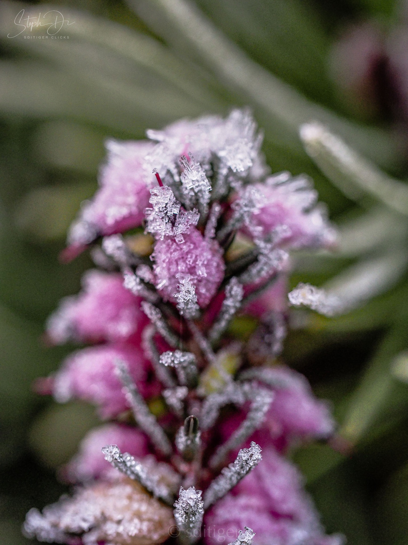 Frozen Flower