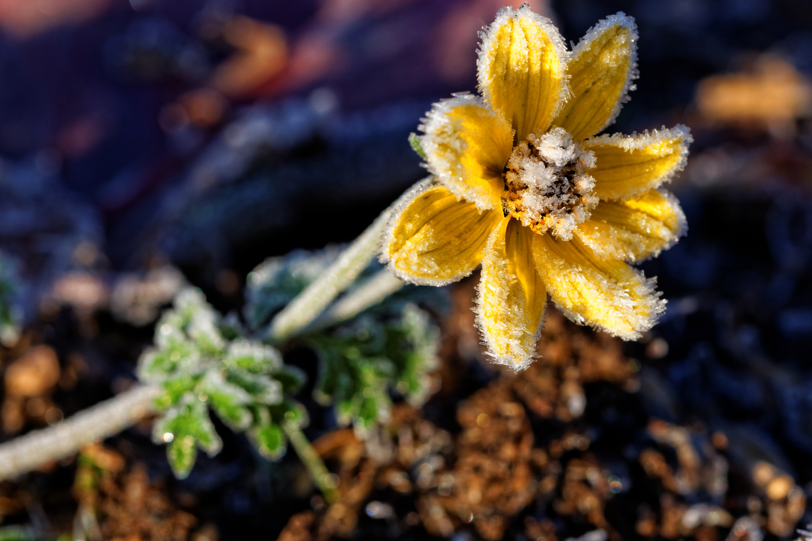 Frozen Flower