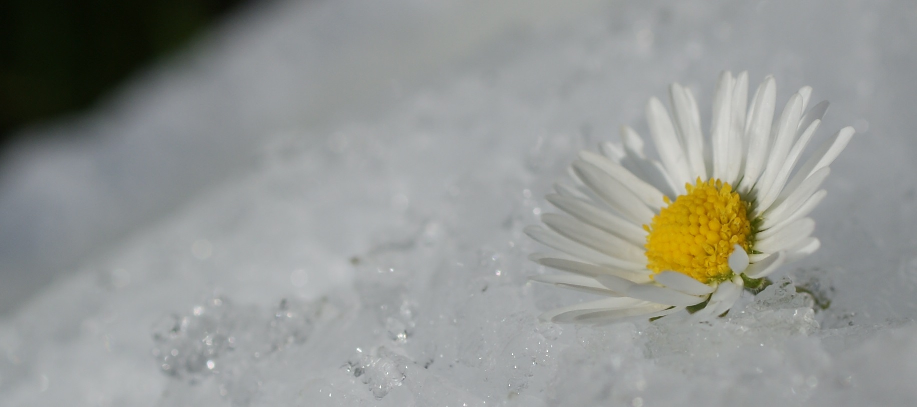 Frozen Flower