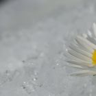 Frozen Flower