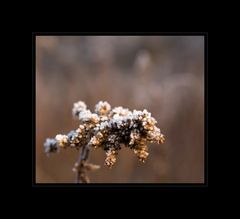 "Frozen Floweret"