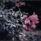 Frozen flowers