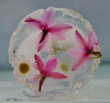 Frozen Flowers: " Blütenmix"