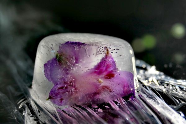 "Frozen Flowers" Inkalilie