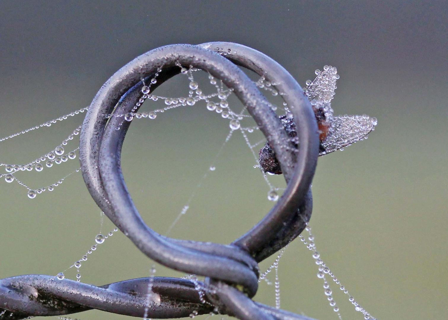 frozen fly