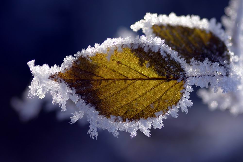 Frozen Fog