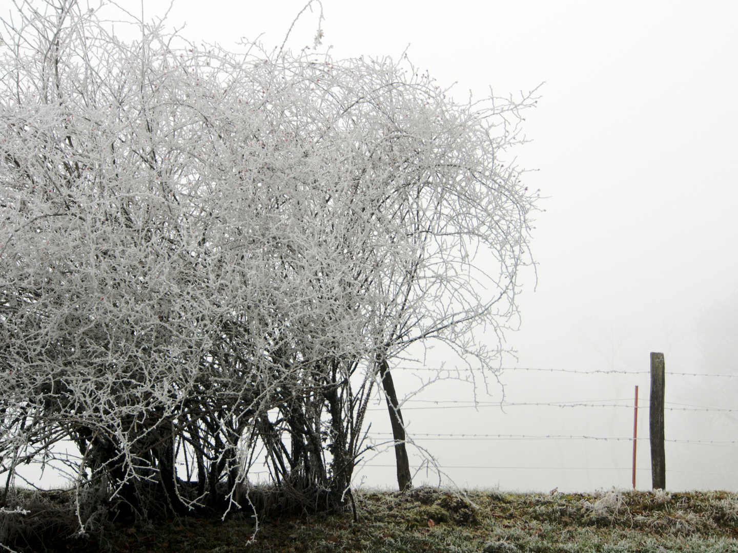 frozen fog