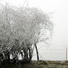 frozen fog