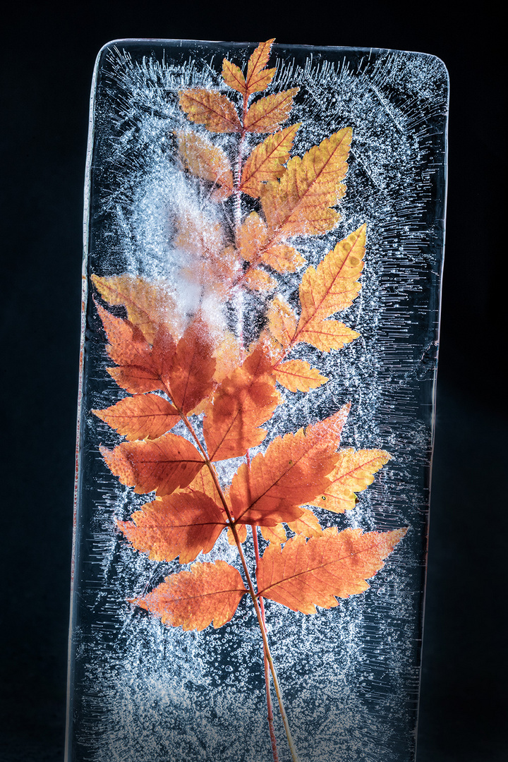 frozen foliage