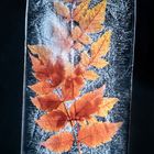 frozen foliage