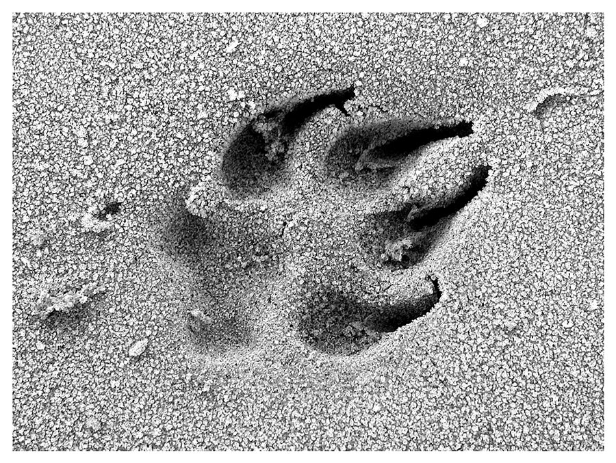 Frozen Footprint
