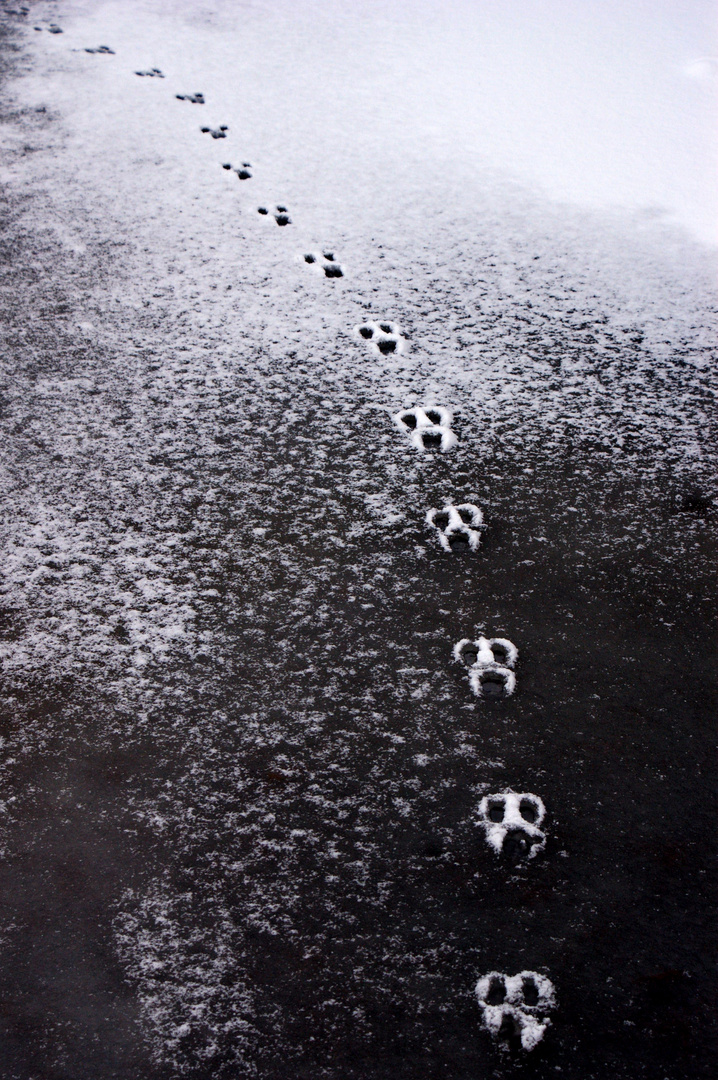 frozen footsteps