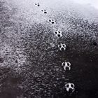 frozen footsteps