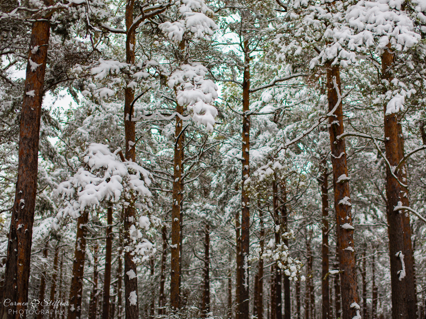 Frozen forest