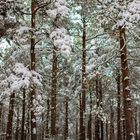 Frozen forest