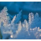 Frozen Forest